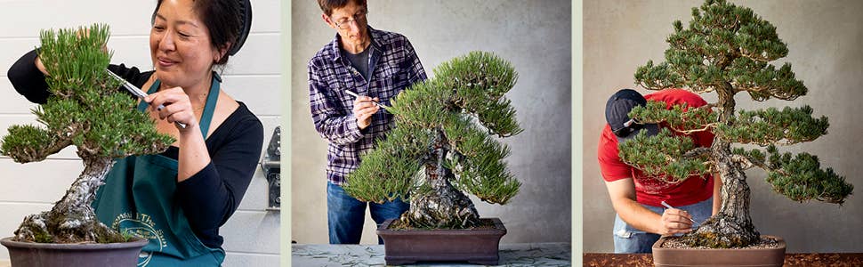 The Essential Bonsai Book