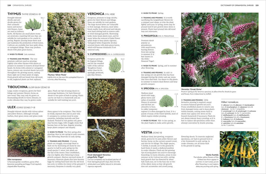 Pruning and Training