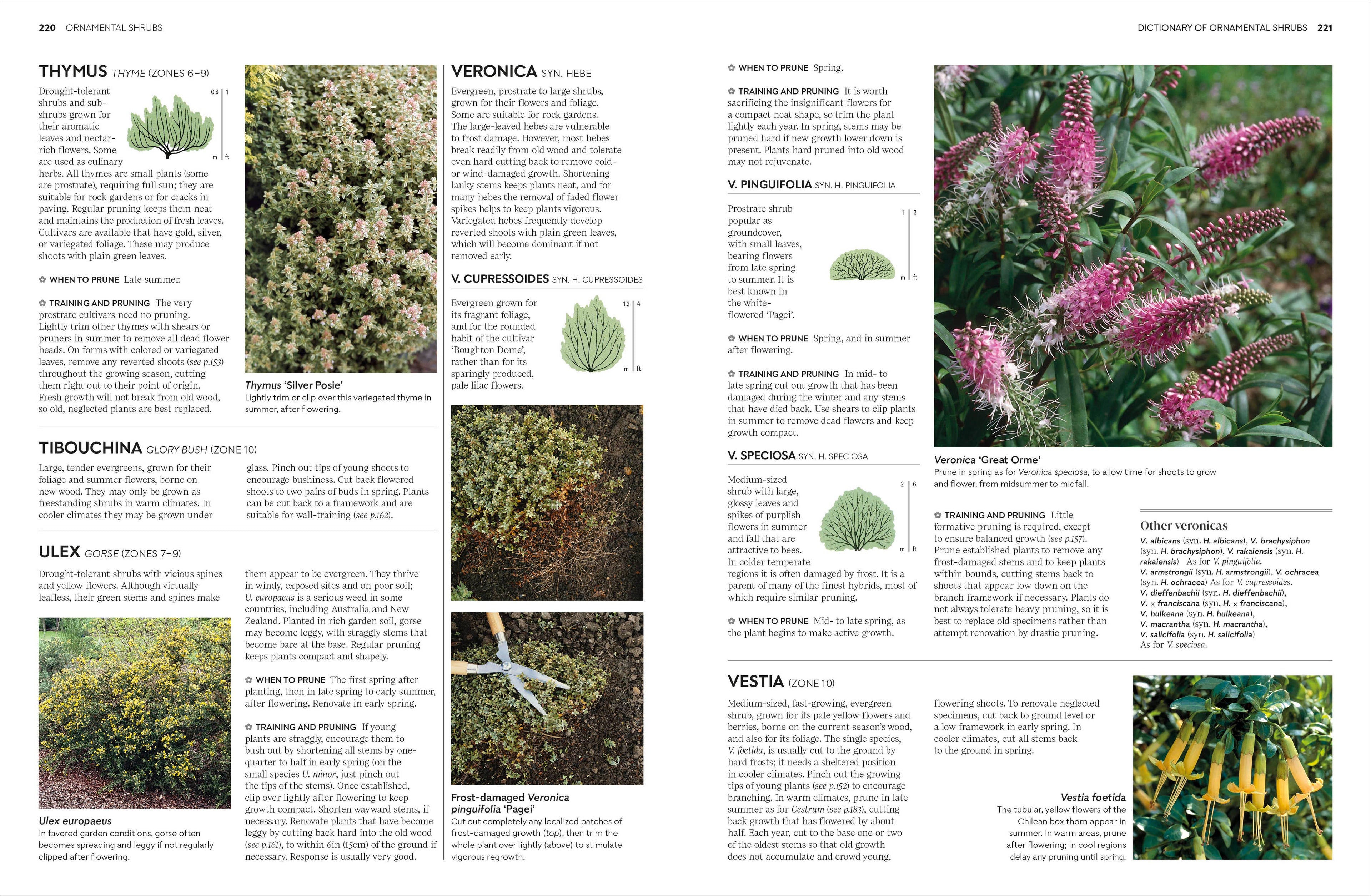 Pruning and Training