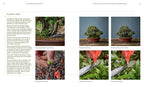 The Essential Bonsai Book
