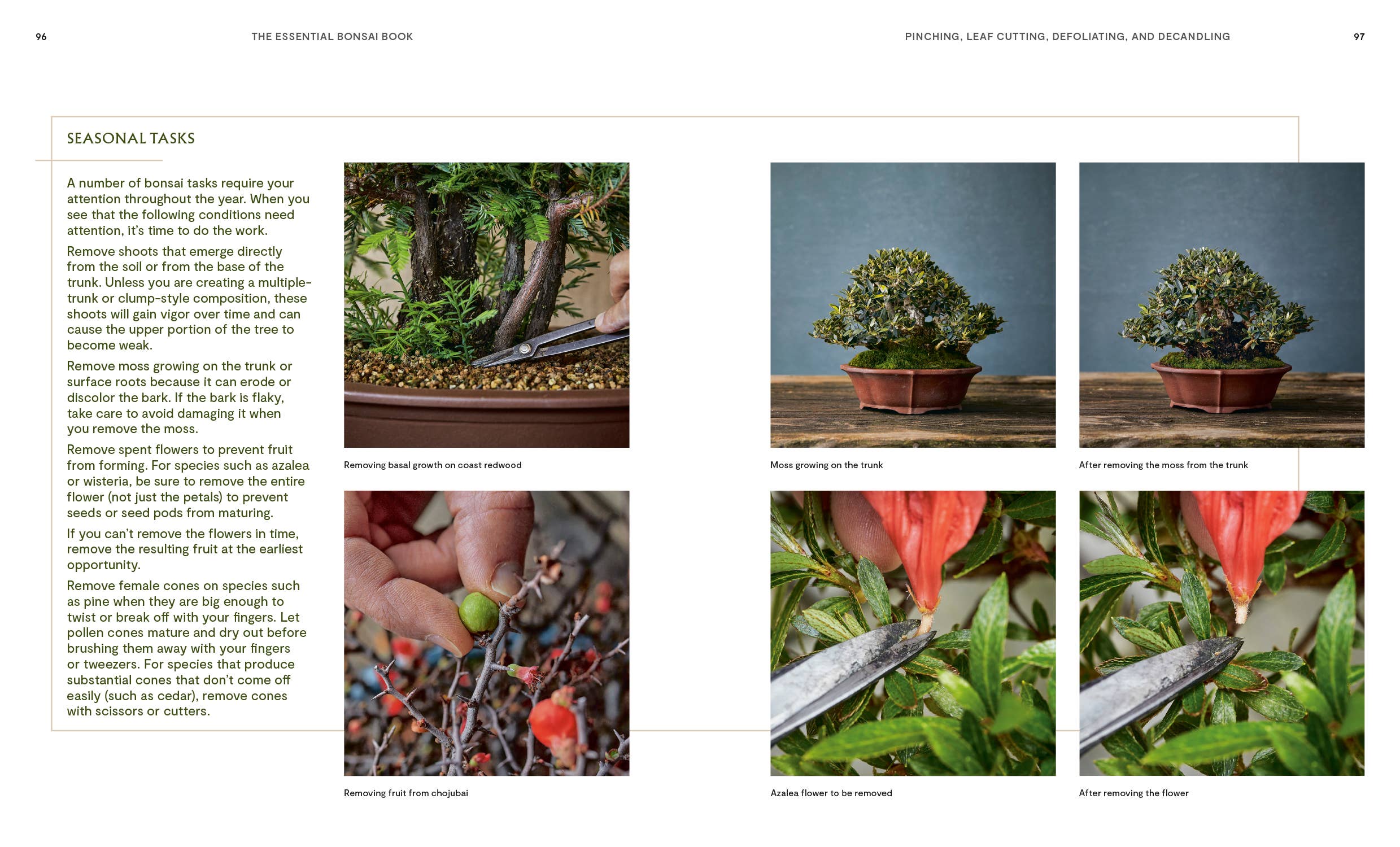 The Essential Bonsai Book