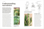 Cacti Succulents