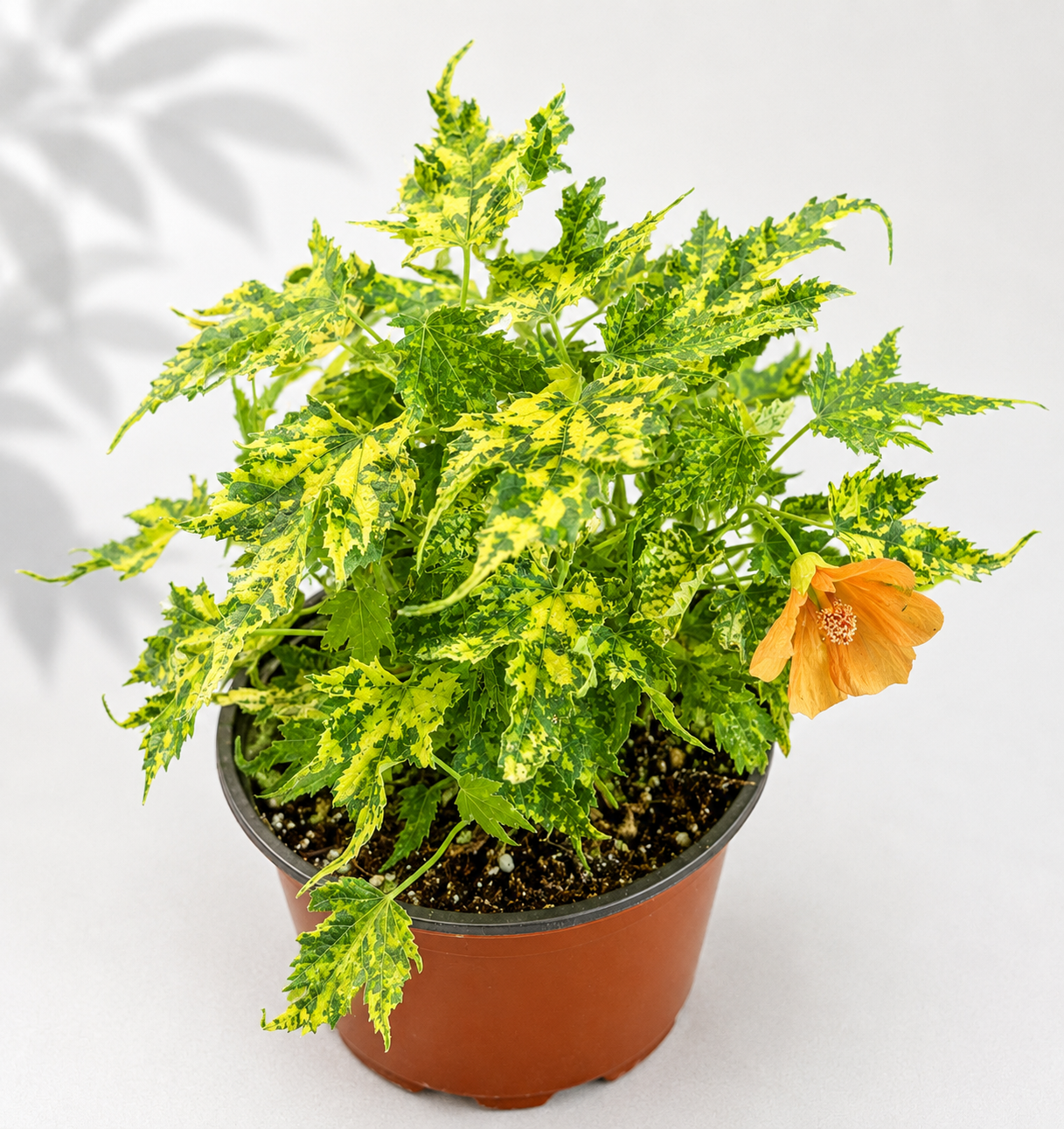 Abutilon Peach Variegated Flowering Maple in a 6 inch nursery pot with green and cream variegated foliage