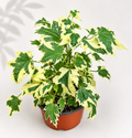 Abutilon Savitzii Variegated Flowering Maple in a 6 inch nursery pot with green and cream variegated foliage