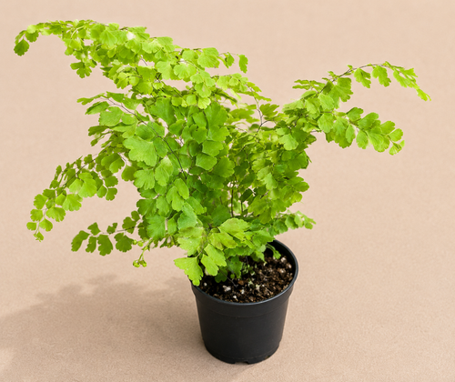 Adiantum raddianum Fritz Luthi maidenhair fern in a 2 inch nursery pot with delicate green fronds
