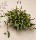 Aeschynanthus Black Pagoda Lipstick Plant in a 6 inch hanging basket with trailing patterned green foliage