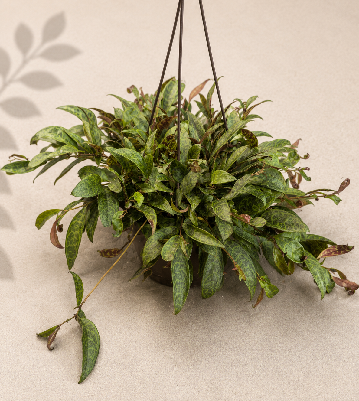 Aeschynanthus Black Pagoda Lipstick Plant in a 6 inch hanging basket with trailing patterned green foliage