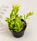 Aeschynanthus Bolero Lemon Twist Lipstick Plant – 2" Starter Plant