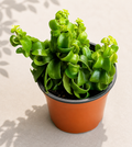 Aeschynanthus Curly Lipstick Plant in a 4 inch nursery pot with glossy curled green foliage