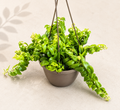 Aeschynanthus Rasta Curly Lipstick Plant – 6" Hanging Basket