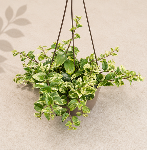 Aeschynanthus Variegated Lipstick Plant in a 6 inch hanging basket with trailing green and cream variegated foliage