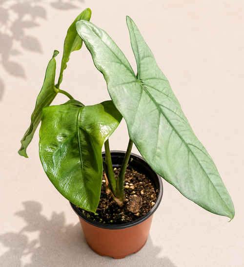 Alocasia Corazon in a 4 inch nursery pot with arrow-shaped silvery blue green leaves