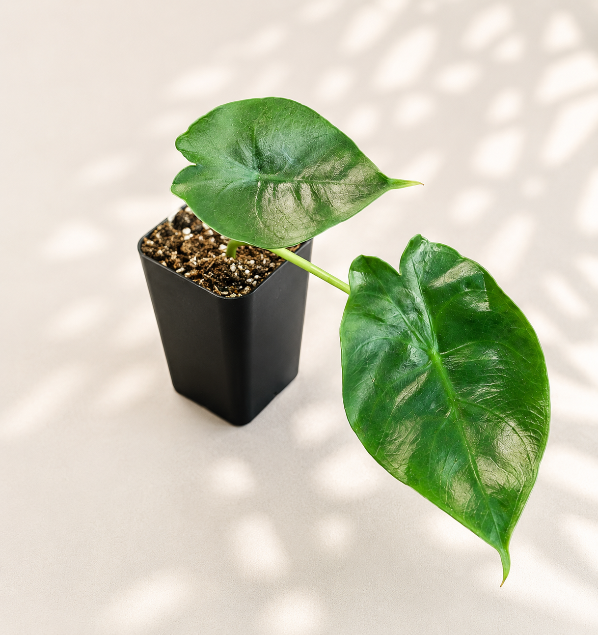 Alocasia Golden Bone starter plant in a 3 inch nursery pot with green elephant ear foliage and golden green stems