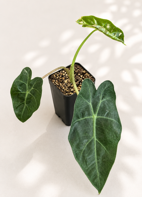 Alocasia Mayan Mask starter plant in a 3 inch nursery pot with upright green elephant ear foliage