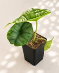 Alocasia Platinum starter plant in a 3 inch nursery pot with silver green elephant ear foliage