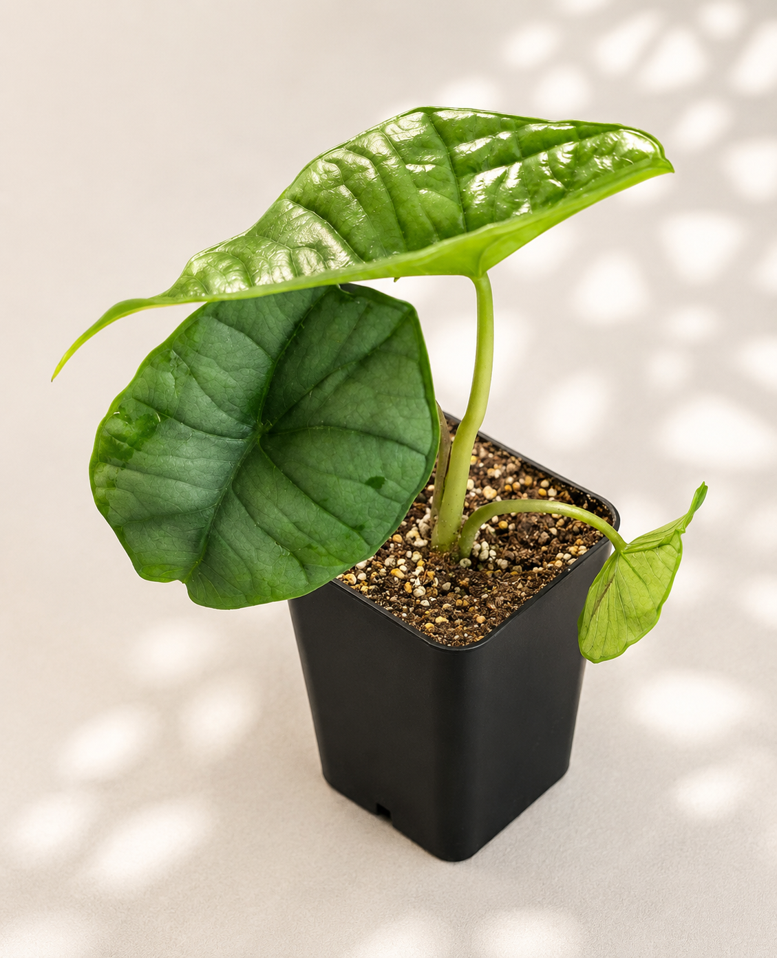 Alocasia Platinum starter plant in a 3 inch nursery pot with silver green elephant ear foliage