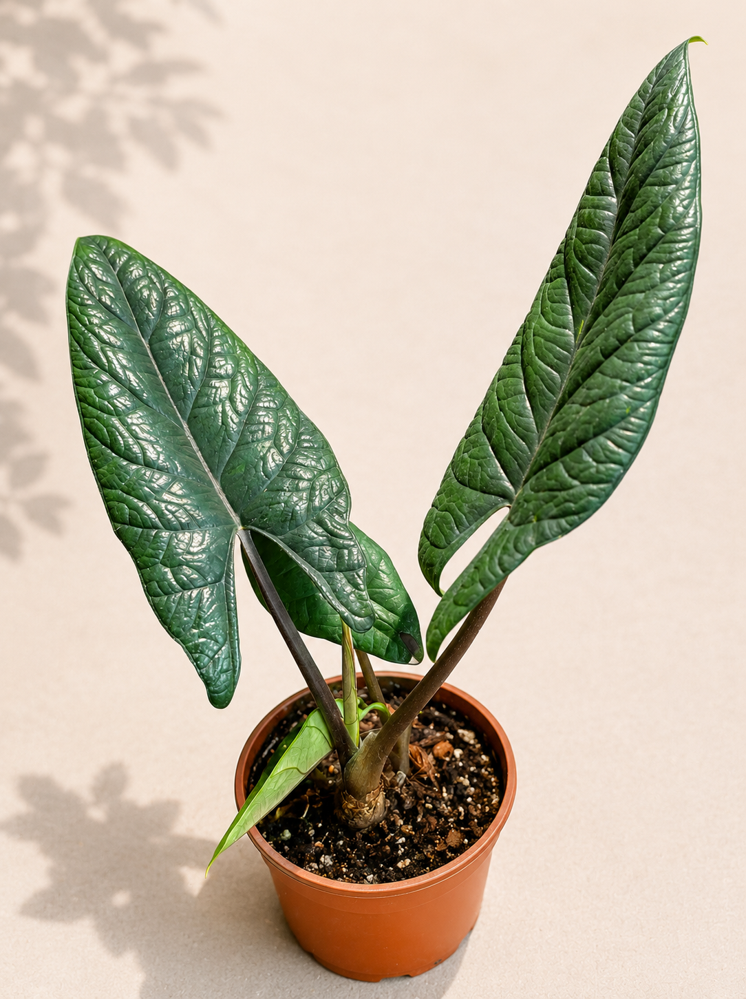 Alocasia Scalprum in a 4 inch nursery pot with narrow textured metallic green leaves