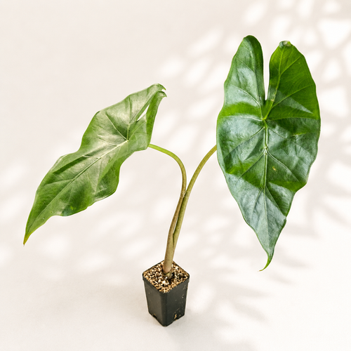 Alocasia Sumo starter plant in a 3 inch nursery pot with green elephant ear foliage