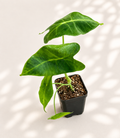 Alocasia Velvet Elvis starter plant in a 3 inch nursery pot with velvety green elephant ear foliage