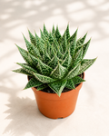 Aloe Aristata Zambezi in a 2 inch nursery pot with textured green rosette leaves and white markings
