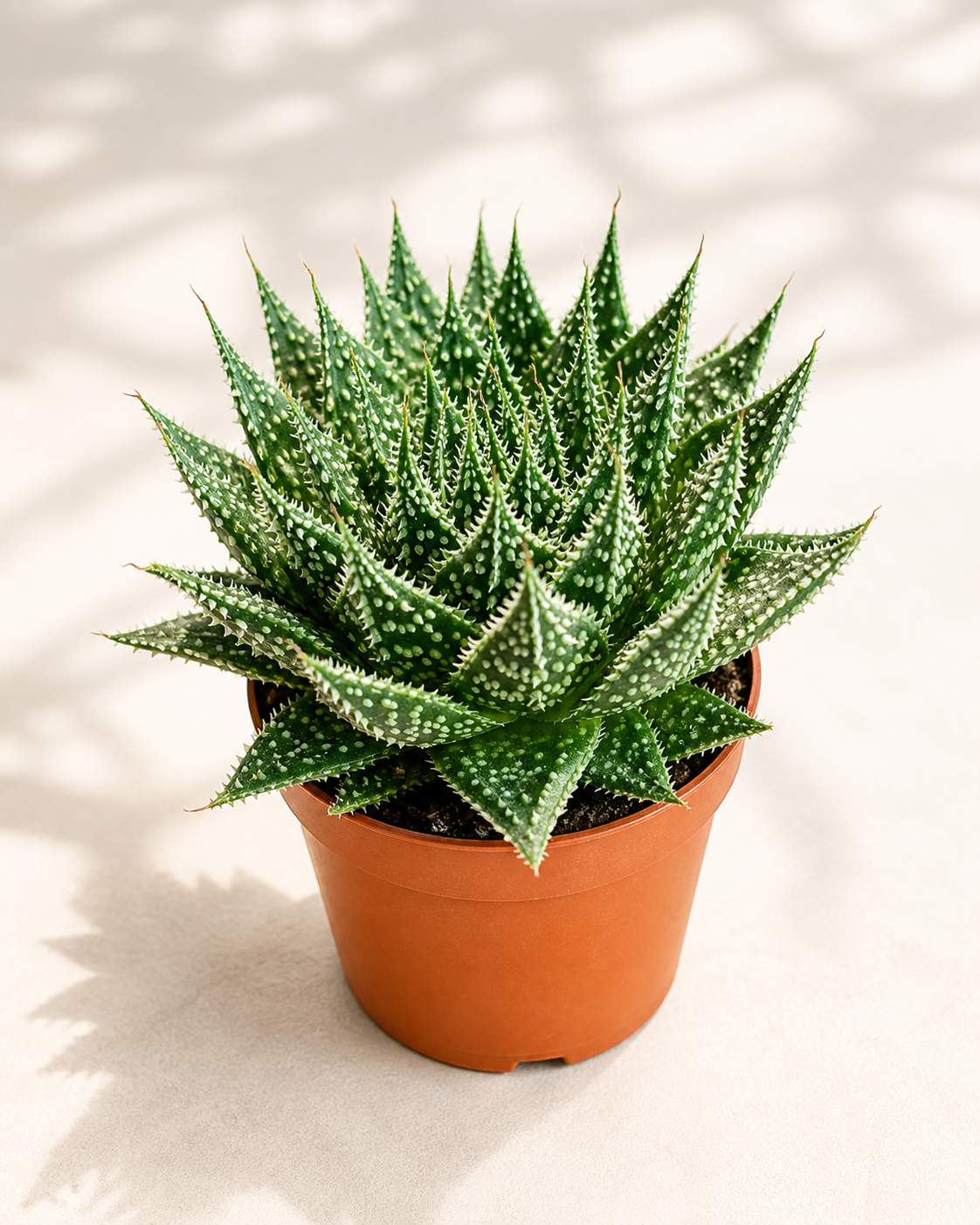 Aloe Aristata Zambezi in a 2 inch nursery pot with textured green rosette leaves and white markings