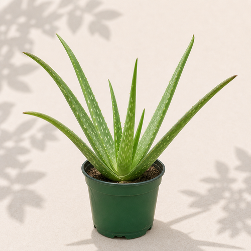 Aloe Vera in a 4 inch nursery pot with upright green succulent leaves