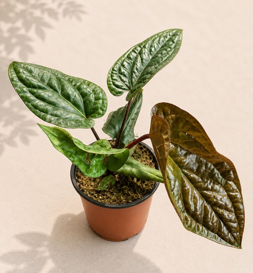 Anthurium Radicans x Luxurians in a 4 inch nursery pot with glossy textured green leaves