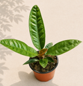 Anthurium Superbum in a 4 inch nursery pot with upright glossy green tropical leaves