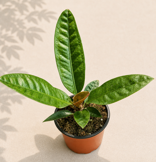 Anthurium Superbum in a 4 inch nursery pot with upright glossy green tropical leaves