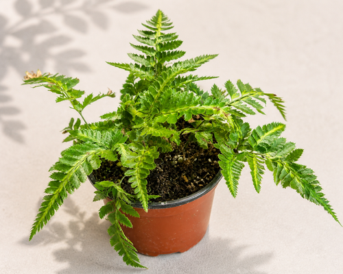 Arachniodes Simplicior Variegata East Indian Holly Fern in a 4 inch nursery pot with glossy green striped fronds