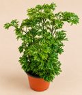 Aralia Parsley – 4" Houseplant