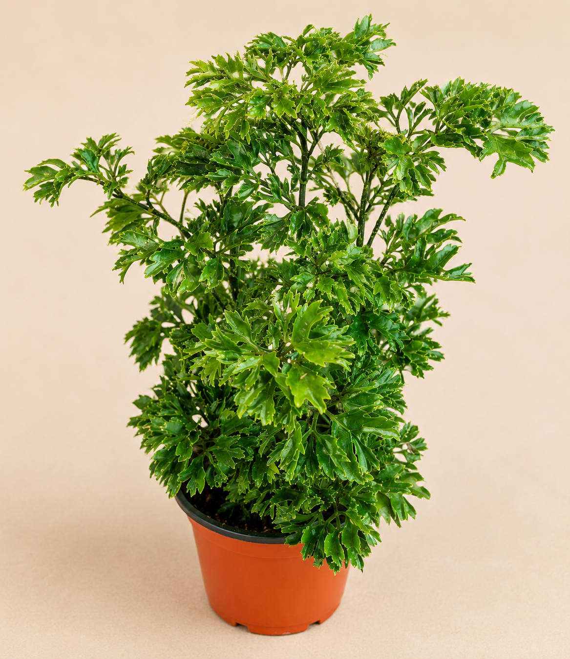 Aralia Parsley – 4" Houseplant