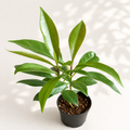 Ardisia Humilis starter plant in a 2 inch nursery pot with glossy dark green foliage