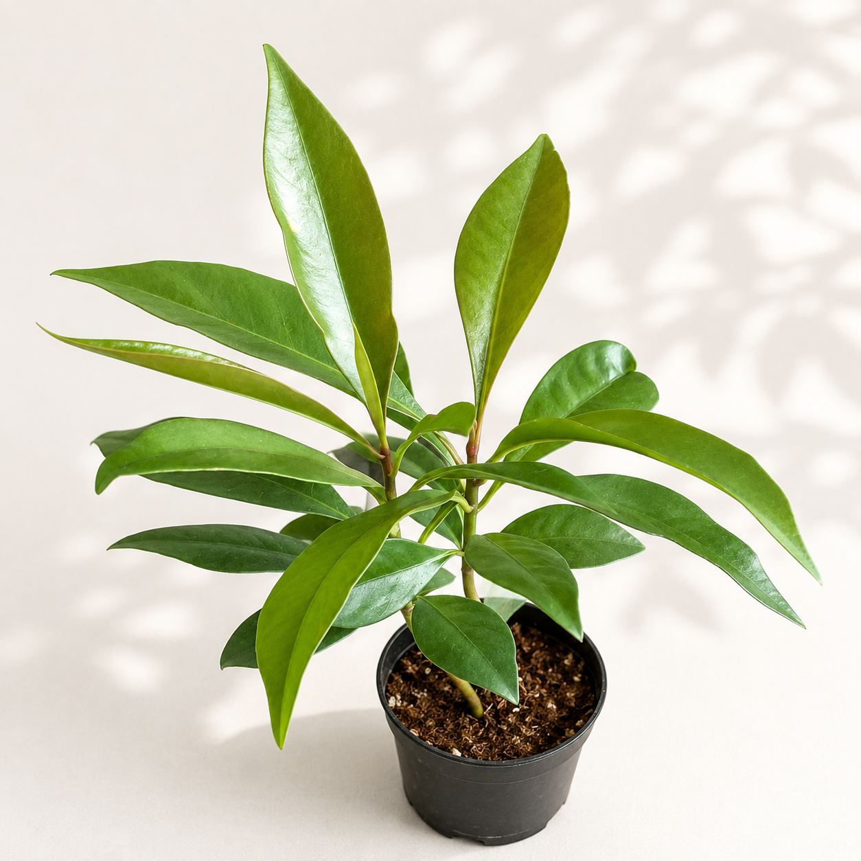 Ardisia Humilis starter plant in a 2 inch nursery pot with glossy dark green foliage