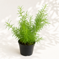 Asparagus Sprengeri starter plant in a 2 inch nursery pot with soft feathery green foliage
