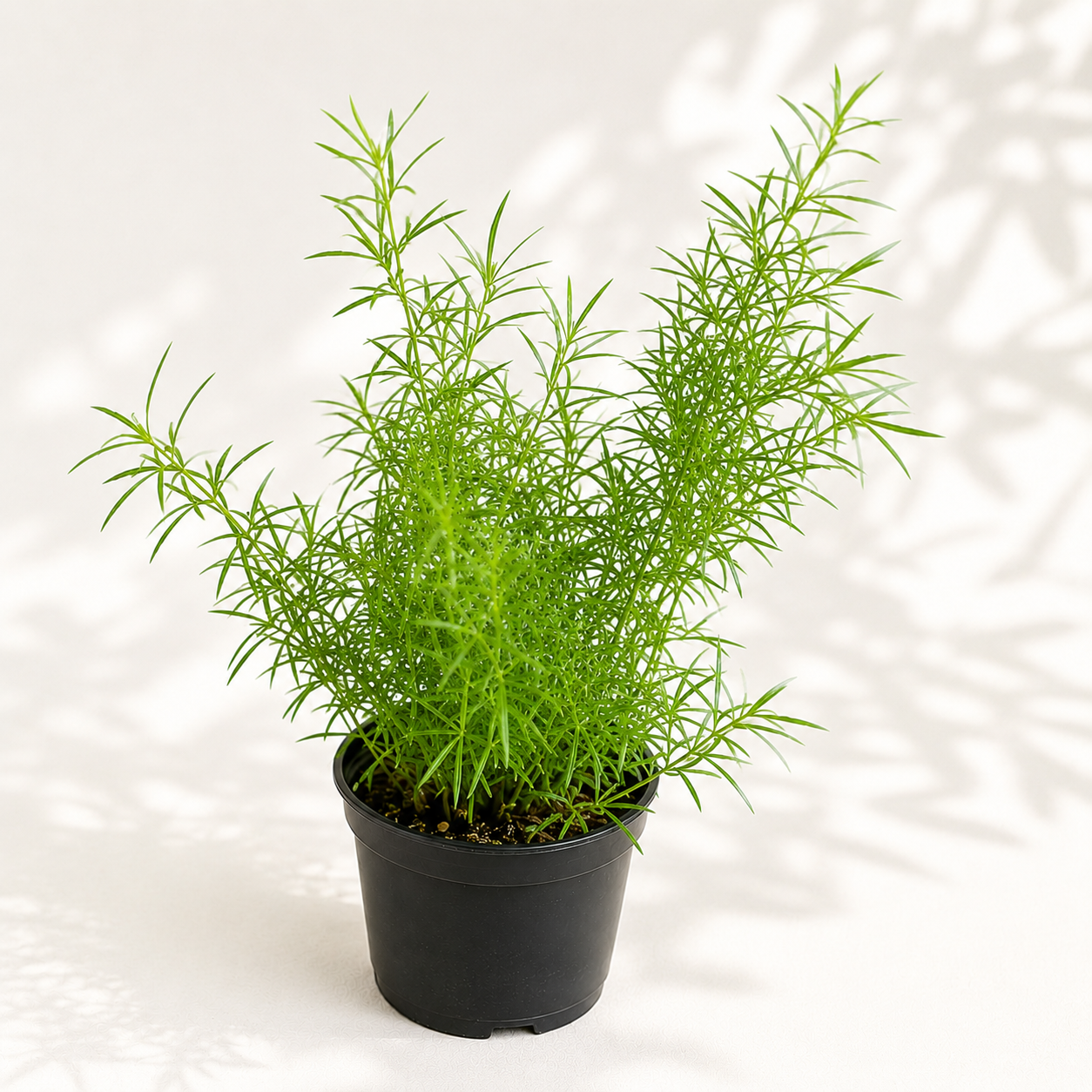 Asparagus Sprengeri starter plant in a 2 inch nursery pot with soft feathery green foliage