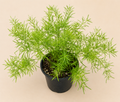 Asparagus Sprengeri fern in a 4 inch nursery pot with bright green feathery foliage