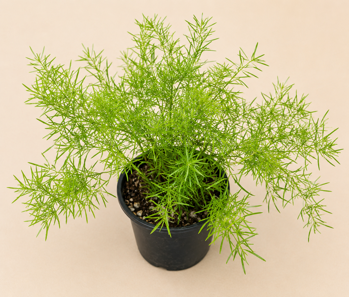 Asparagus Sprengeri fern in a 4 inch nursery pot with bright green feathery foliage