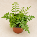 Asplenium dimorphum Austral Gem fern in a 4 inch nursery pot with glossy green compact fronds