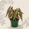 Begonia Maculata - 6" Houseplant