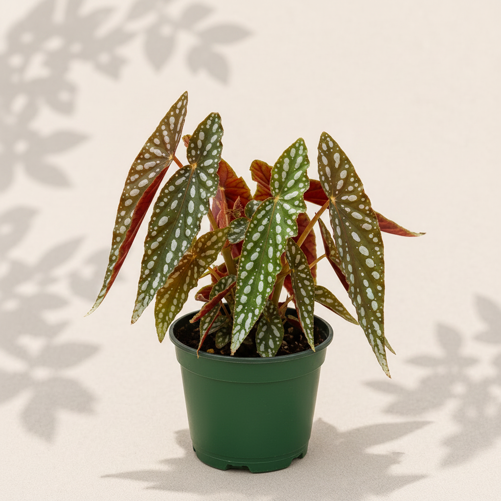Begonia Maculata - 6" Houseplant