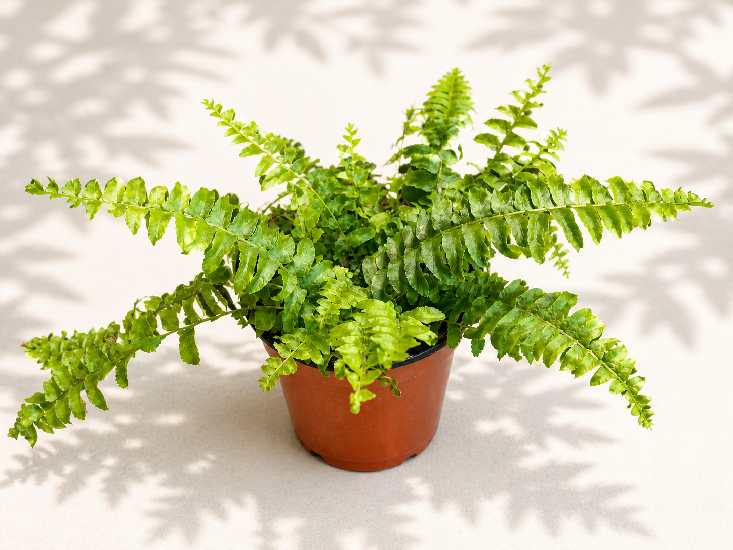 Boston Compacta Fern in a 4 inch nursery pot with bright green fronds