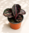 Calathea Dottie in a 4 inch nursery pot with dark leaves and bright pink markings