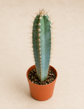 Cereus hankeanus cactus in a 2 inch nursery pot with upright ribbed blue green columnar growth