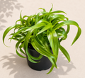 Chlorophytum Bonnie Green in a 4 inch nursery pot with curled green spider plant leaves