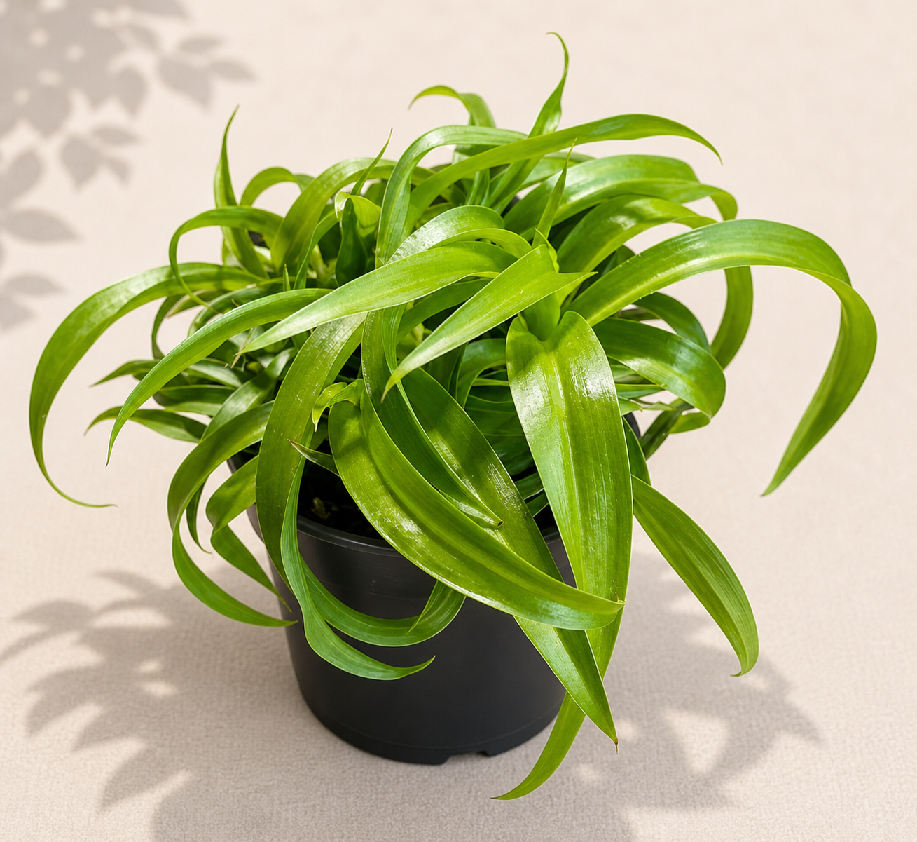 Chlorophytum Bonnie Green in a 4 inch nursery pot with curled green spider plant leaves