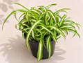 Chlorophytum Curly Spider Plant in a 4 inch nursery pot with curled green and cream variegated leaves