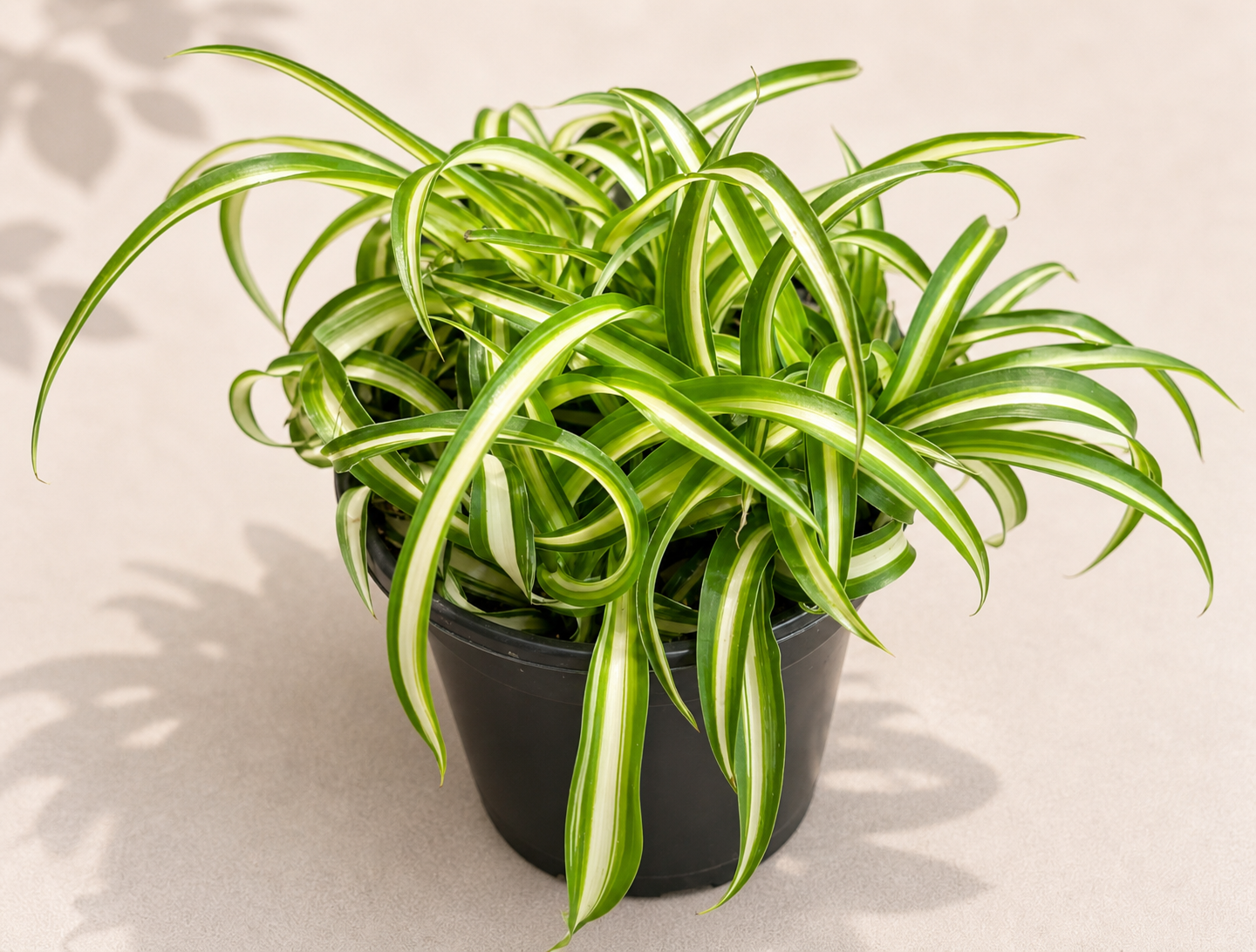 Chlorophytum Curly Spider Plant in a 4 inch nursery pot with curled green and cream variegated leaves