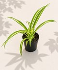 Chlorophytum Spider Plant in a 2 inch nursery pot with arching green leaves