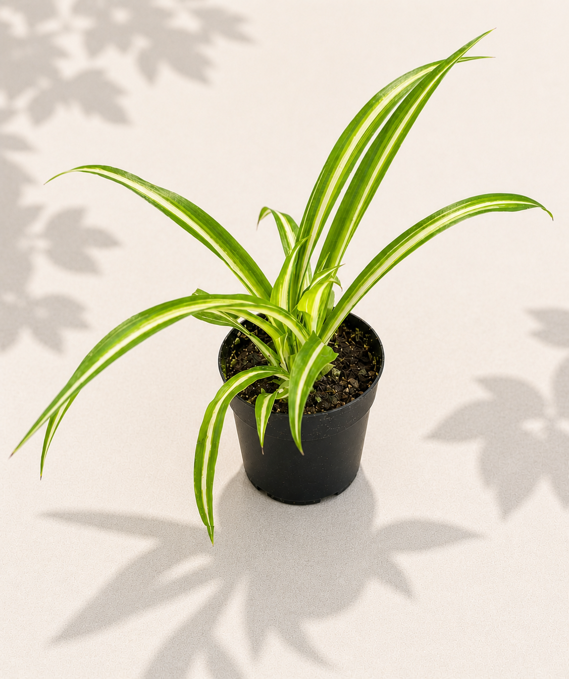 Chlorophytum Spider Plant in a 2 inch nursery pot with arching green leaves